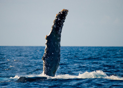 The fin humpback whale.