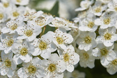 Spiraea canescens