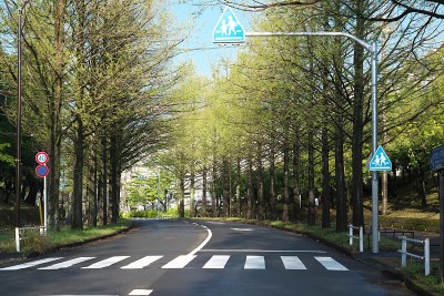水杉或黎明红杉树在东京郊区的街道上在早上