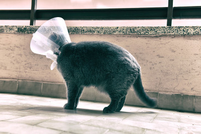 可爱的英国短毛猫戴着伊丽莎白时代的衣领