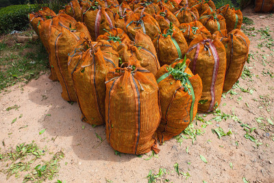 Nuwara Eliya种植园的袋装绿茶叶子