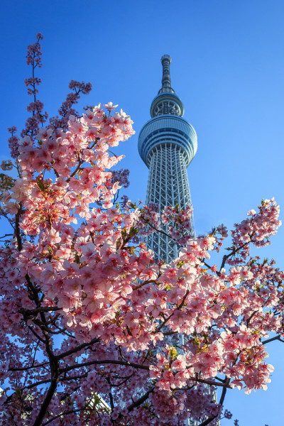 樱花天空树
