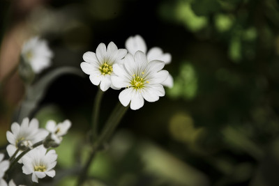 白色的春花，俗称田雀花