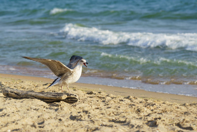 海鸥(lat。Larus argentatus)在海滩上尖叫