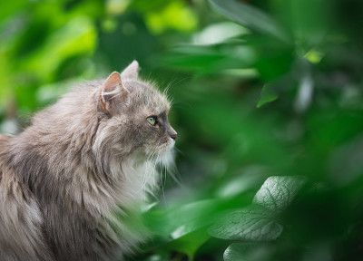 灌木丛中的猫