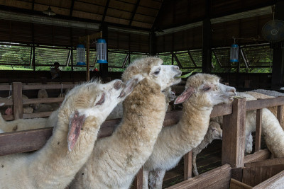可爱的绵羊在泰国Khao Yai全景农场-旅游概念