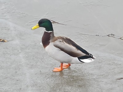 美丽的鸭子在冰湖Mälardalen
