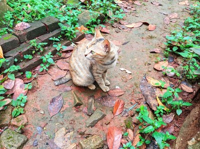 棕色的猫