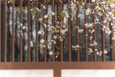中国西安青龙寺，樱花与传统中式屋顶。