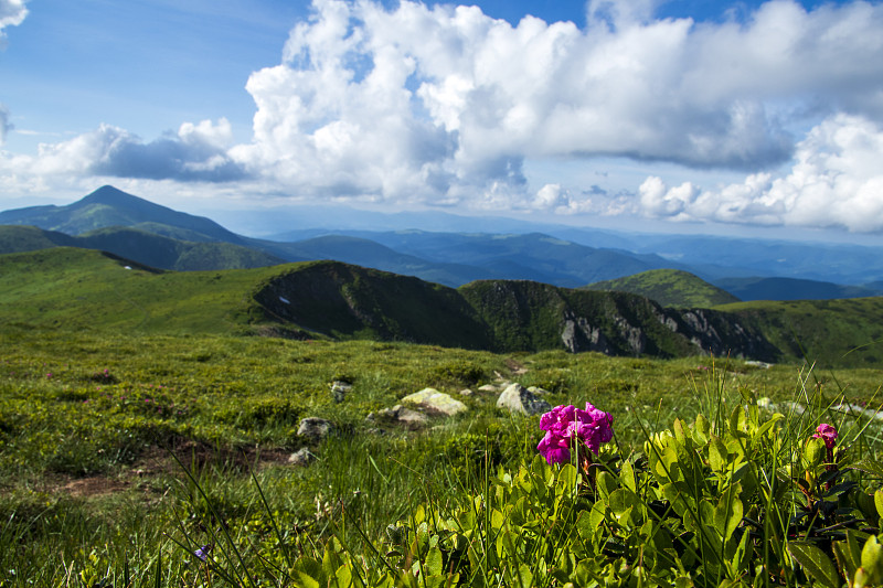 山的风景。66、绿草如茵，青山碧水，花团锦簇。7月在乌克兰的黑山山脉。去喀尔巴阡山脉远足