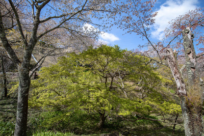 吉野山的樱花