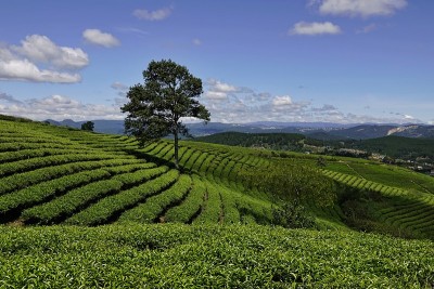 高原绿茶农场
