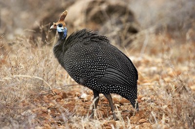 头盔珍珠鸡，numida meleagris，肯尼亚马赛马拉公园