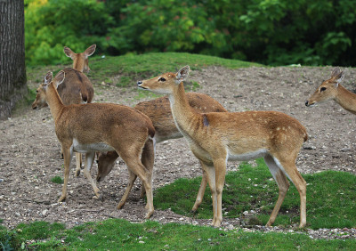 Eld's deer (Panolia eldii)
