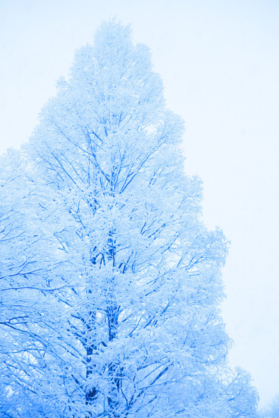 雪，雪景，覆盖着日本的雪