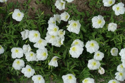 5月，数十朵白花盛开