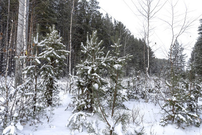 森林里的冬天，树上的雪，漂亮的圣诞节背景
