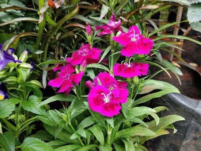 花园里鲜花盛开