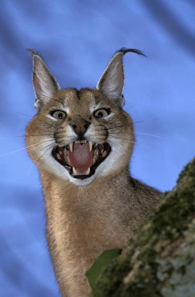 野猫，野猫，成年野猫，以防御姿势咆哮