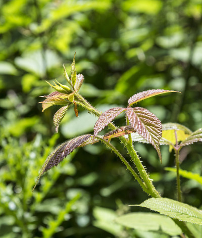 小荨麻植物