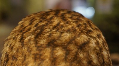 谷仓猫头鹰的头。