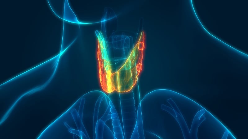 人体腺体甲状腺解剖学