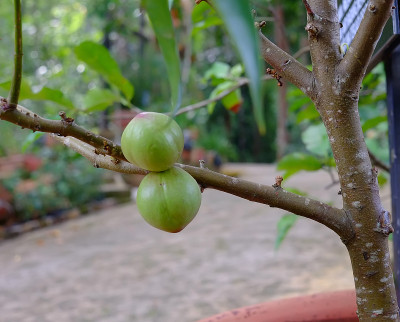 草药Phaleria macrocarpa或Mahkota Dewa