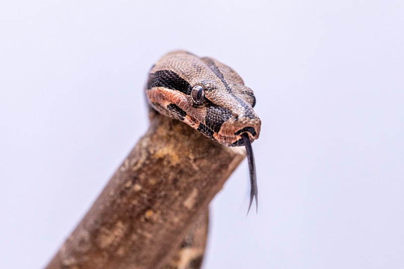 蟒蛇(boa constrictor)，也叫红尾蟒蛇或普通蟒蛇，是一种大型、无毒、身体笨重的蛇，经常