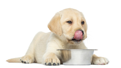 拉布拉多寻回犬在舔碗