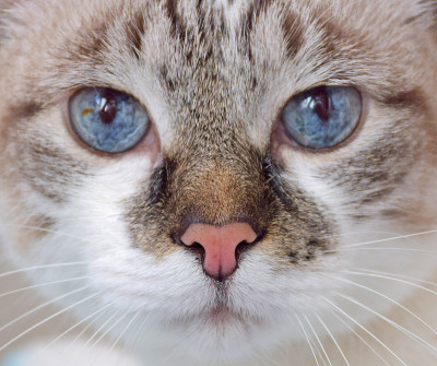 蓝眼睛的猫头