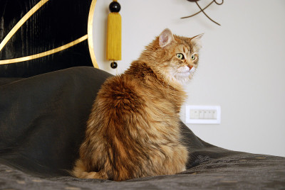 猫