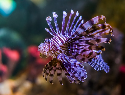 一个常见的狮子鱼的特写，一个受欢迎的水族馆宠物水产养殖，热带鱼从太平洋