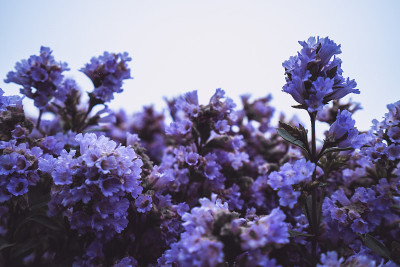 印度的Neelakurinji花