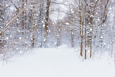 冰雪森林