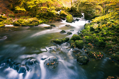 河流流过绿色苔藓岩石在公园森林与夏末树叶