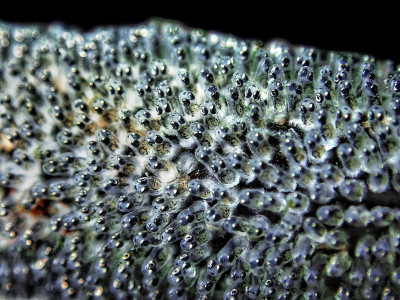鞭珊瑚上的虾虎鱼一代