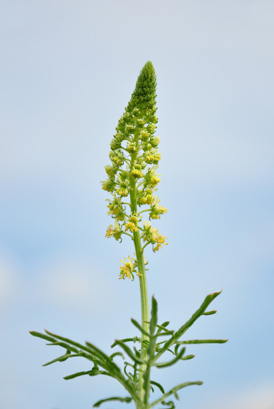 野木犀草