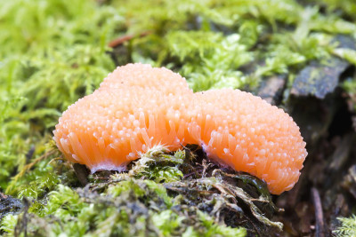 红树莓黏液