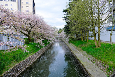 樱花盛开，樱花花瓣沿江边落下，桥对岸的花园旁边的建筑，日本城市公园