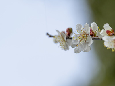 梅花