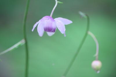 荷花在小雨中绽放