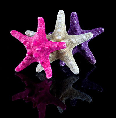 海星