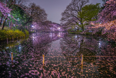 樱花