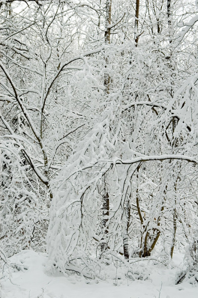 雪灾后的冬季景观