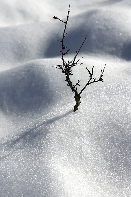 枯枝孤独树暗喻雪冬沙丘荒漠