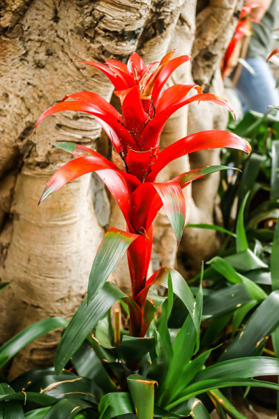 单红色凤梨(Guzmania ligulata)在花坛上的特写