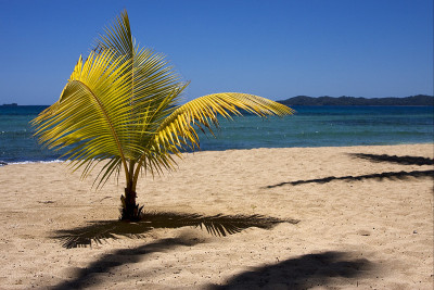 palm和海岸线