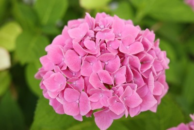 花园的绣球花