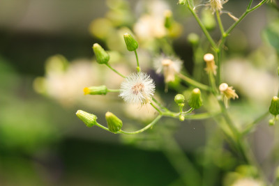 白桦(L.)少花。
