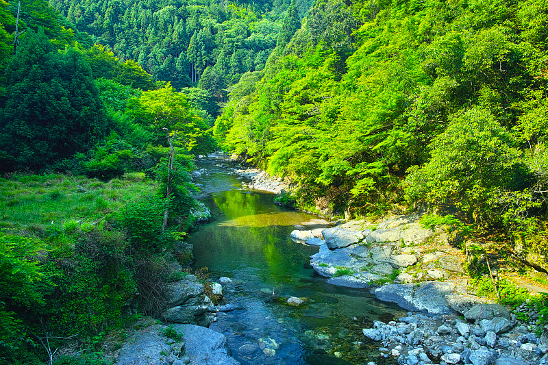 京都清泷的蓝枫树